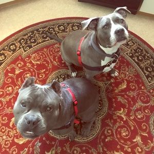 Meet your Posher, Shelby